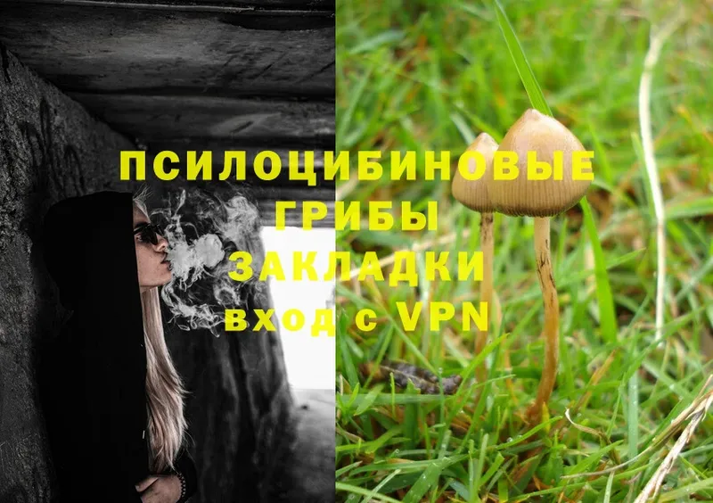 Галлюциногенные грибы Psilocybine cubensis  Покровск 